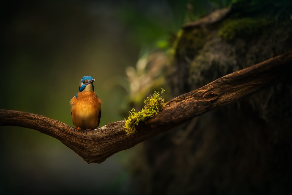 zimorodek na gałęzi. . Zdjęcie 338810