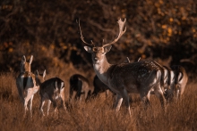 Herd of Fallow deer