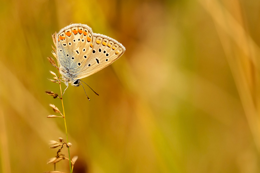 dzafoto - M.. . Zdjęcie 131948