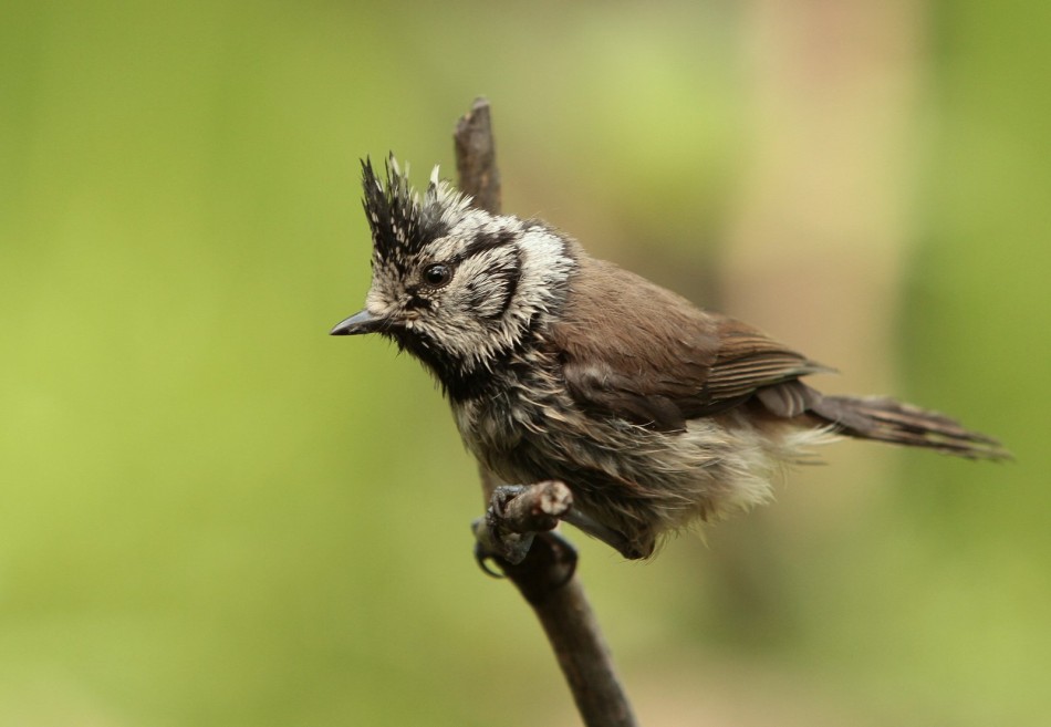 Czubatka. . Zdjęcie 339018