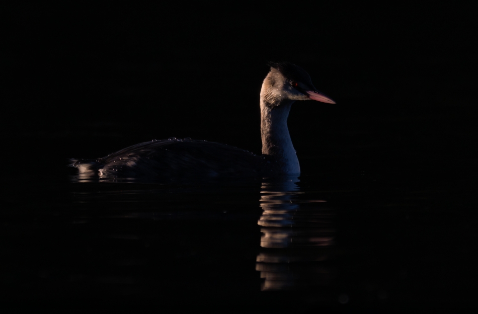 *. . Zdjęcie 336427