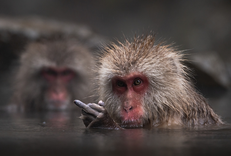 karol_nienartowicz - . Małpa, która nie chciała pozować.  Tzw. małpa śnieżna czyli makak japoński; Nagano, Japonia 2024.. Zdjęcie 323968