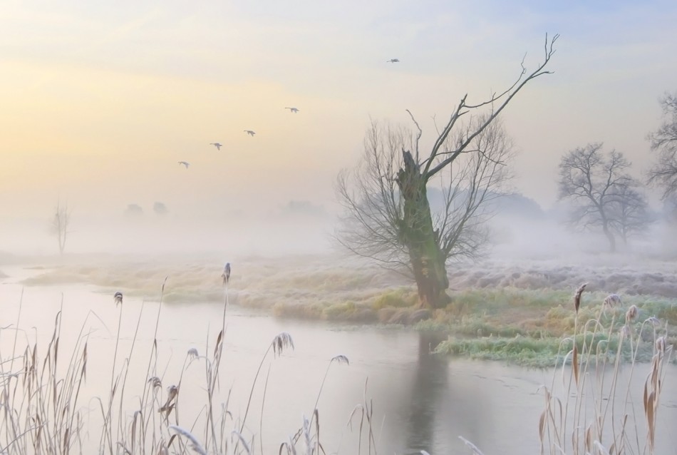 Ptaki. . Zdjęcie 338751