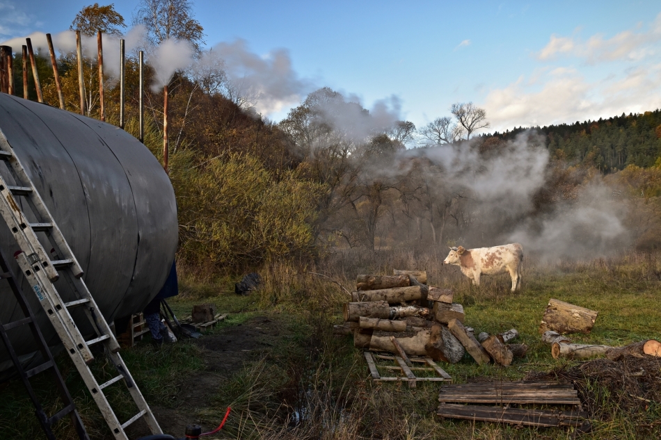 scots - dymny wypas. Bieszczady. Zdjęcie 336449