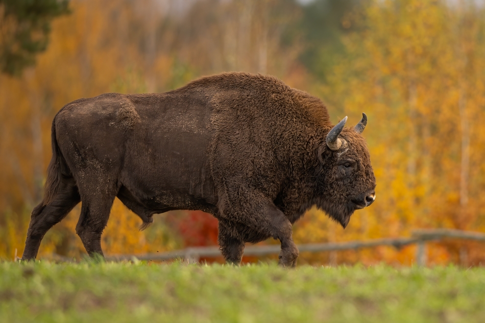 jesienny kawaler. Puszcza Knyszyńska. Zdjęcie 336849