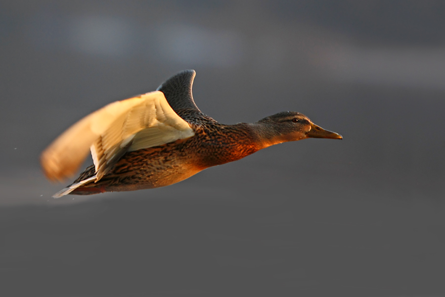 janish - słoneczna. . Zdjęcie 138824