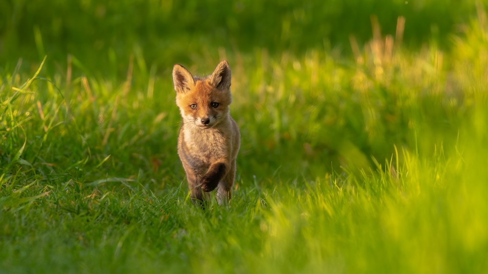 Lis. . Zdjęcie 337988