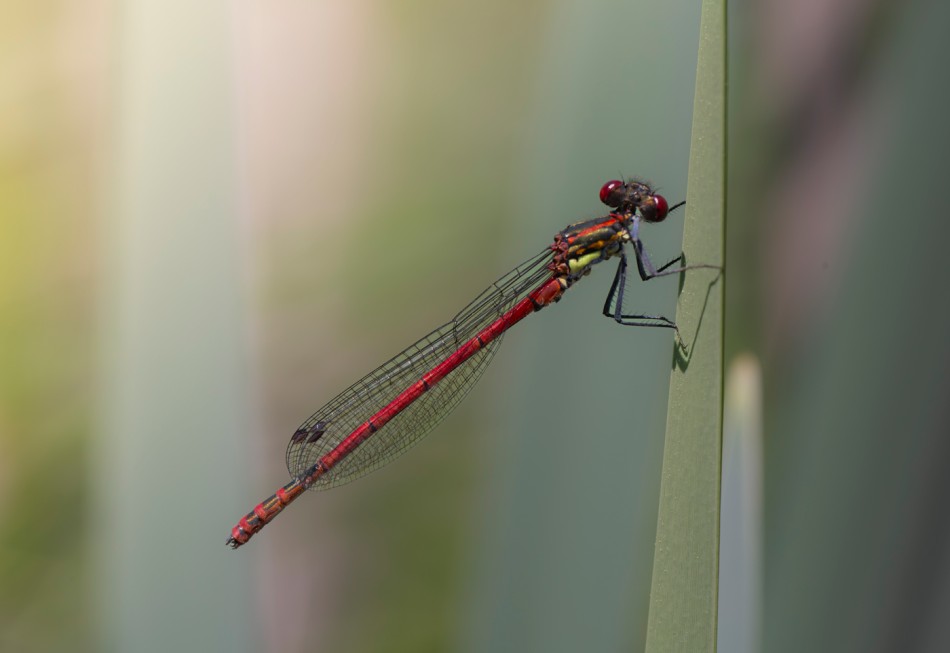 Łunica. . Zdjęcie 339686