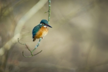 Zimorodek - Alcedo atthis