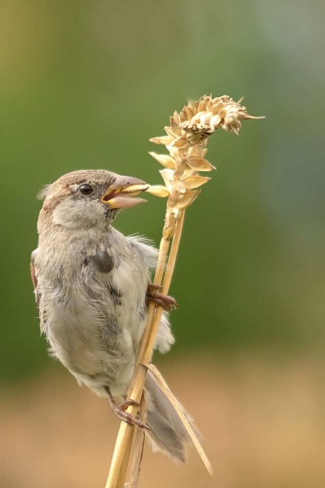 roman53 - . . Zdjęcie 318632