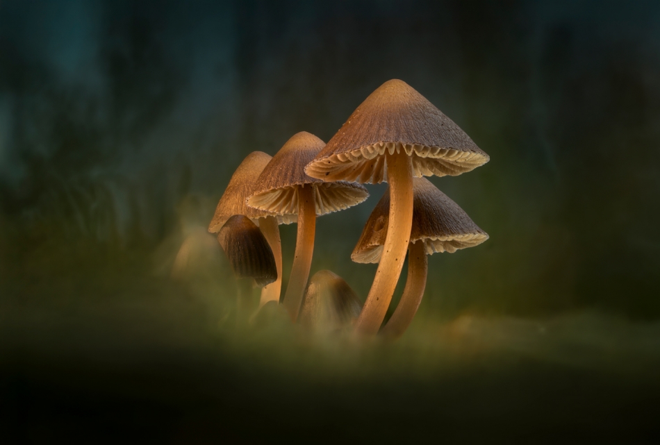 hubros - Rodzinka. . Zdjęcie 336970