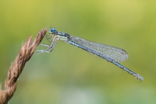 Platycnemis pennipes