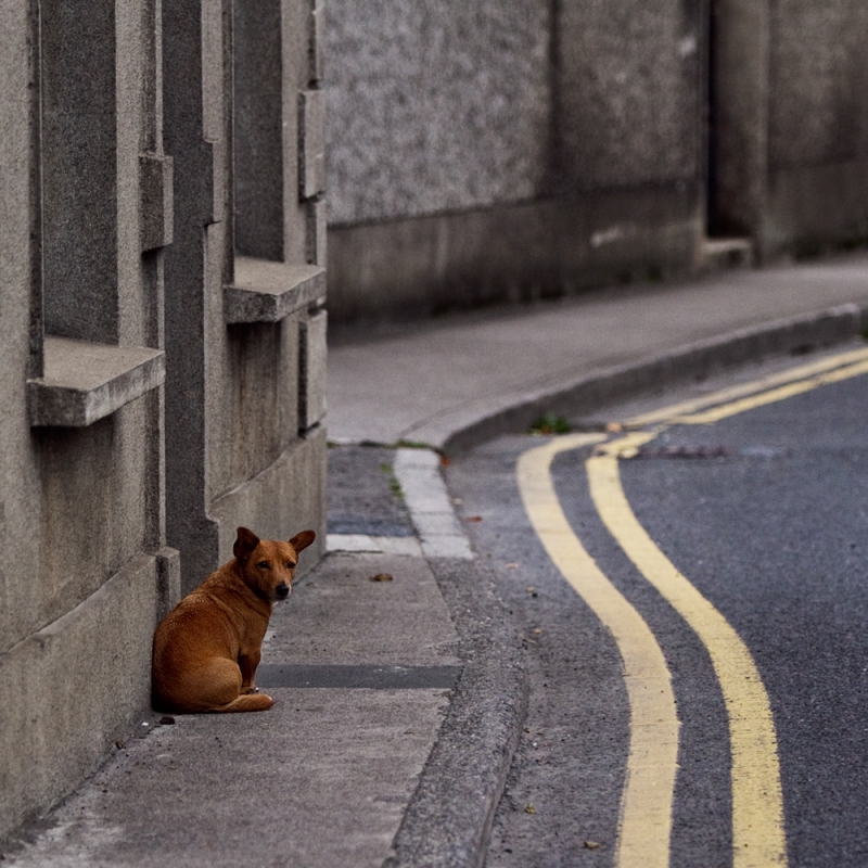 stefan - pieskie życie. . Zdjęcie 50404