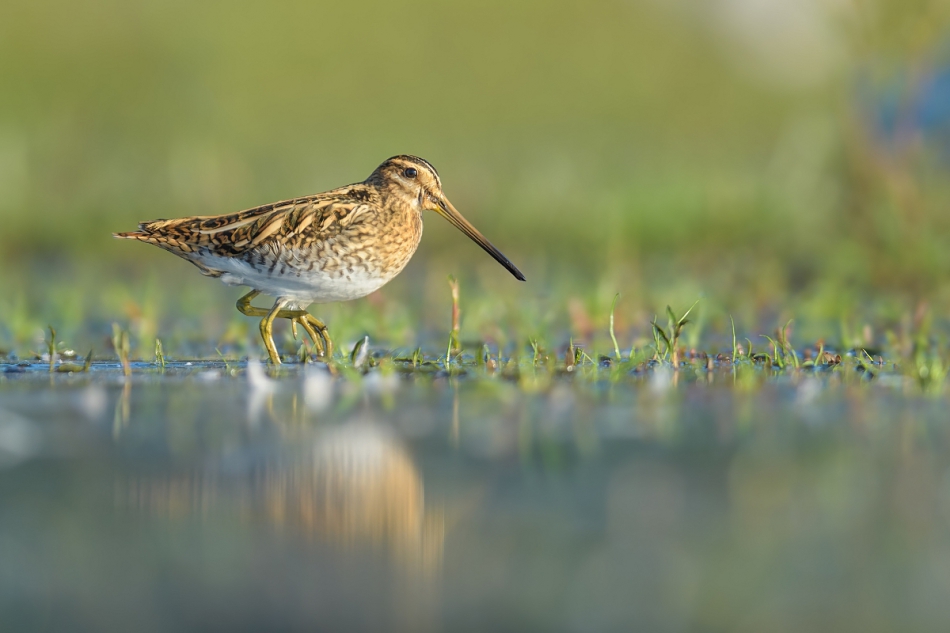 raftik - Kszyk, Common Snipe (Gallinago gallinago) ... 2022r. . Zdjęcie 309837