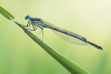 Platycnemis pennipes