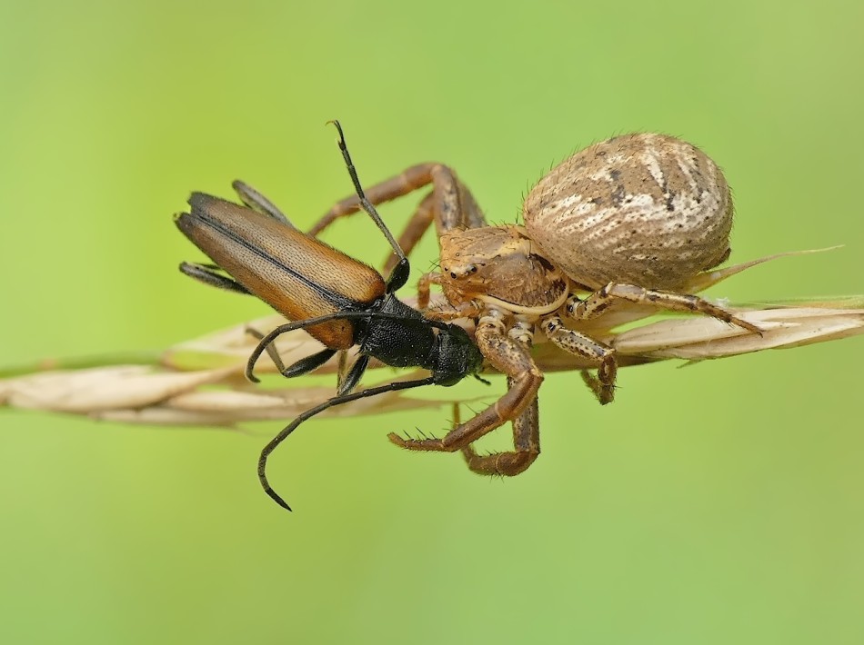 Makro ujęcie pająka z ofiarą. PE. Zdjęcie 339029