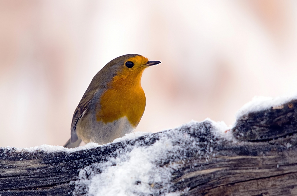 roman53 - Rudzik. . Zdjęcie 310293