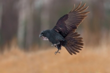 Pazurki