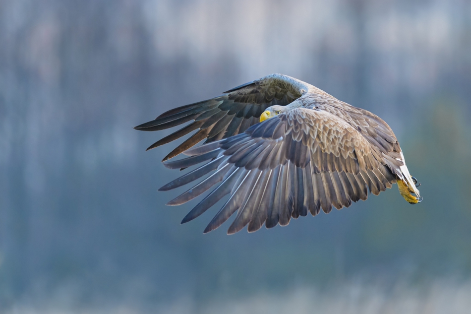 raftik - Spojrzenie ... Bielik, White-tailed Eagle (Haliaeetus albicilla) .... . Zdjęcie 319249