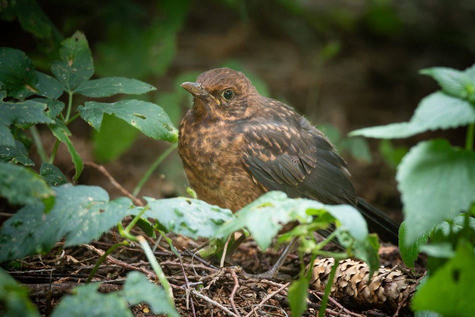 kos. bąbelek. Zdjęcie 338890