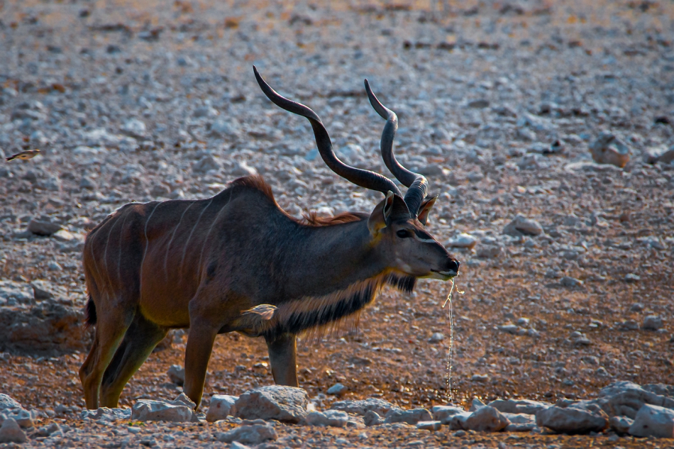 fotoel - Przy wodopoju. Antylopa Kudu-Namibia Etosha. Zdjęcie 268236