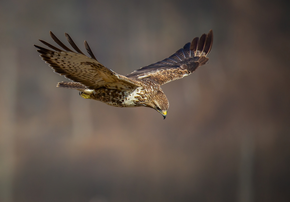 marcinmm - Myszołów zwyczajny ( Buteo buteo ). . Zdjęcie 314507