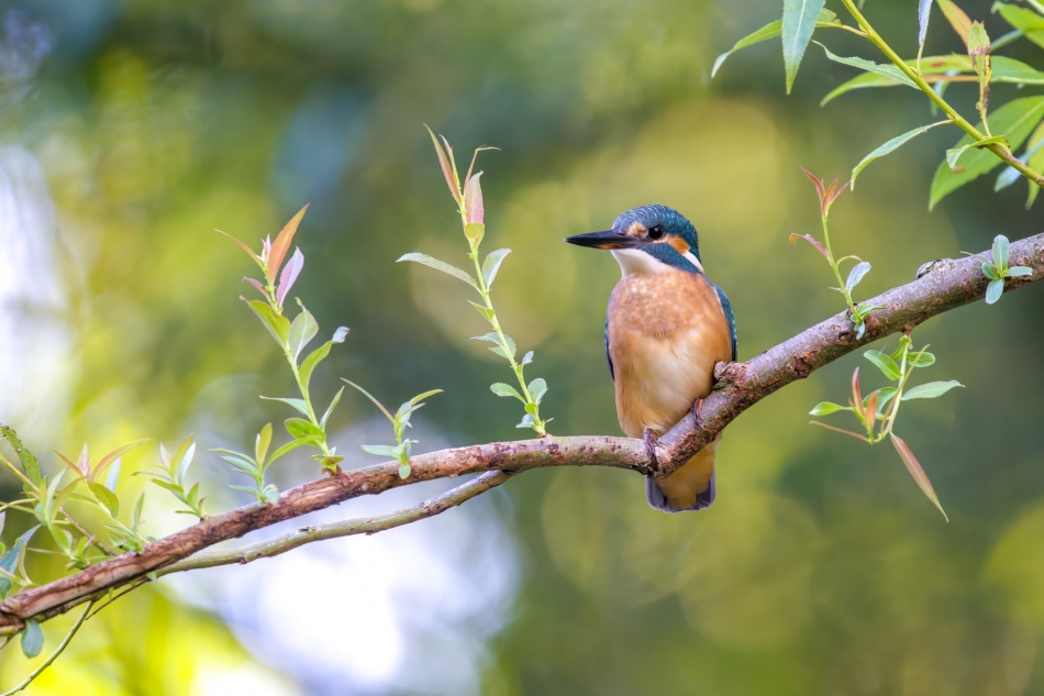 amigamedia - Kolory lata. Zimorodek - Alcedo atthis Przyroda naszego regionu - Skoczów. Sony ILCE-1+Sony SEL200600G FE 200-600mm f/5.6-6.3 G OSS. Przysłona: f/6,3; Czas ekspozycji: 1/100 s; ISO: 2000; Ogniskowa: 600 mm.. Zdjęcie 325506