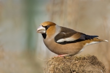 Grubcio