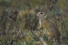 Powrót od manikiurzystki