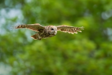 Puszczyk, Tawny Owl (St...