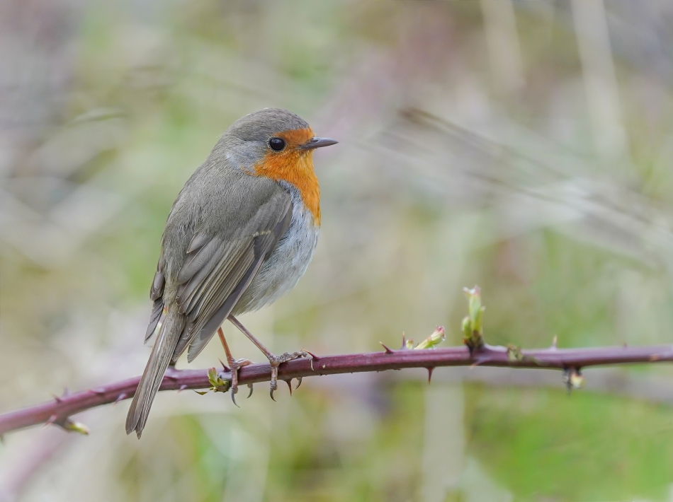 amigamedia - Robin. Rudzik (Erithacus rubicola). Zdjęcie 287056