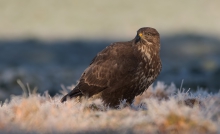 Myszołów (Buteo buteo)