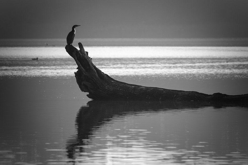 mariok - . . Zdjęcie 127205