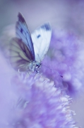 wspomnienie lata 