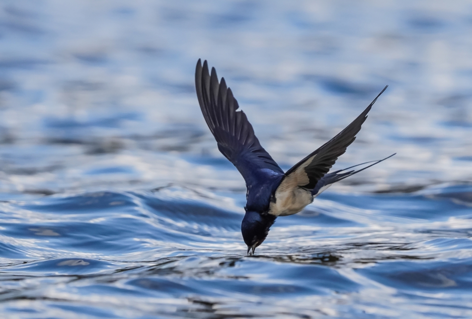 amigamedia - Udane łowy. Dymówka (Hirundo rustica . Zdjęcie 287394