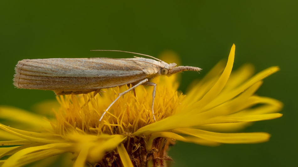 assalga - . Motyl z rodziny wachlarzykowatych (Crambidae). Zdjęcie 318617