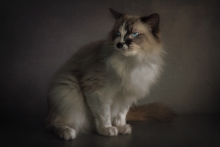 Ragdoll