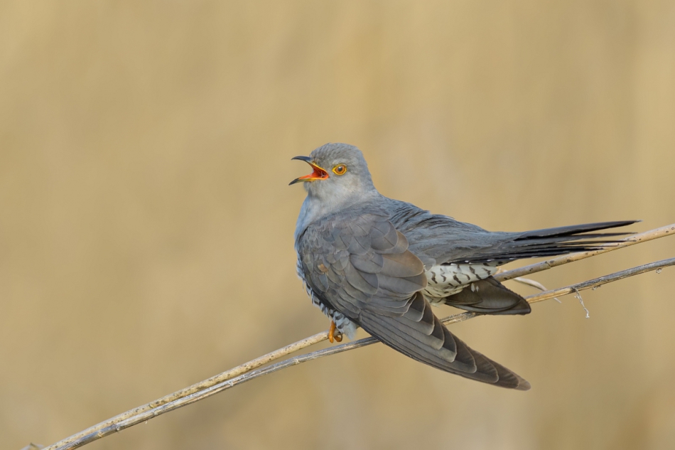 raftik - Kukułka, Common Cuckoo (Cuculus canorus) ... 2023r. . Zdjęcie 315386