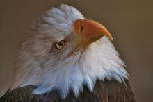 BALD EAGLE .