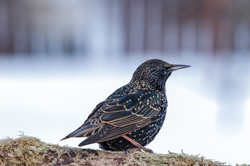 roman53 - . . Zdjęcie 287195