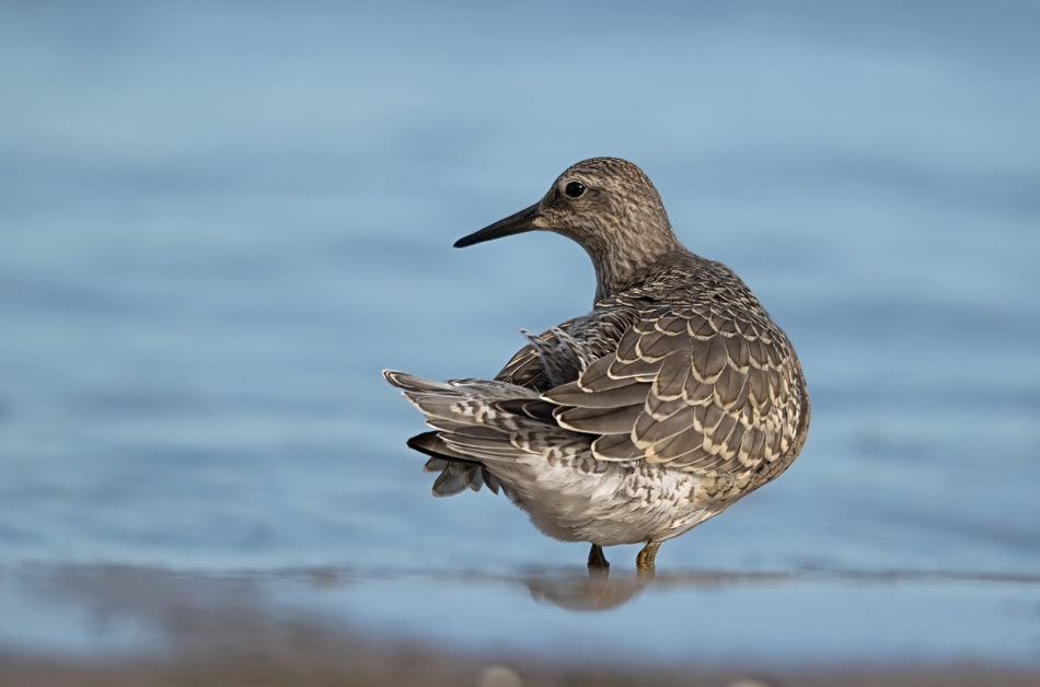 roman53 - Biegus rdzawy. . Zdjęcie 307309