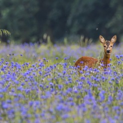 Jednorożec z chabrowej doliny