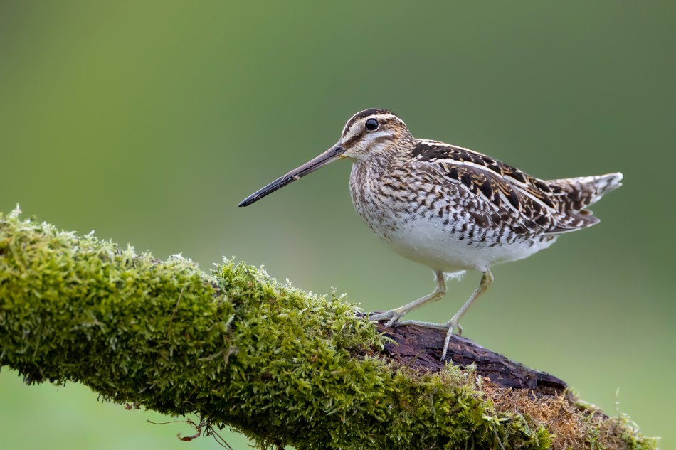 Model. Kszyk (Gallinago gallinago). Zdjęcie 339594