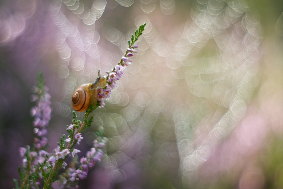agnez - Samotność w sieci. Pentacon  PE. Zdjęcie 152614