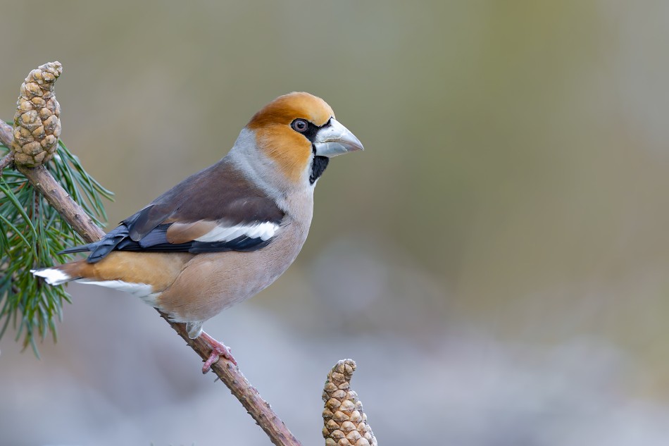 Grubcio. Grubodziób (Coccothraustes coccothraustes). Zdjęcie 339233