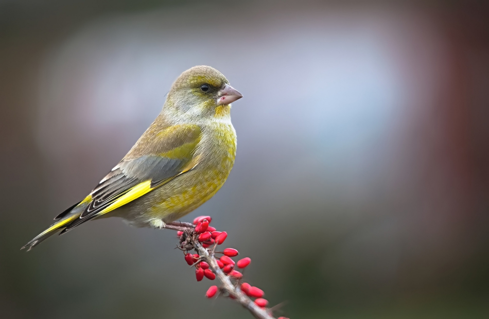 roman53 - . . Zdjęcie 294880