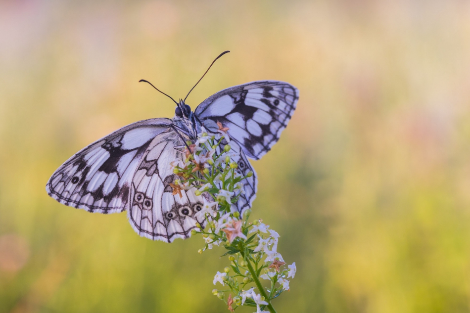 radson_foto - polowiec szachownica (Melanargia galathea). . Zdjęcie 303804