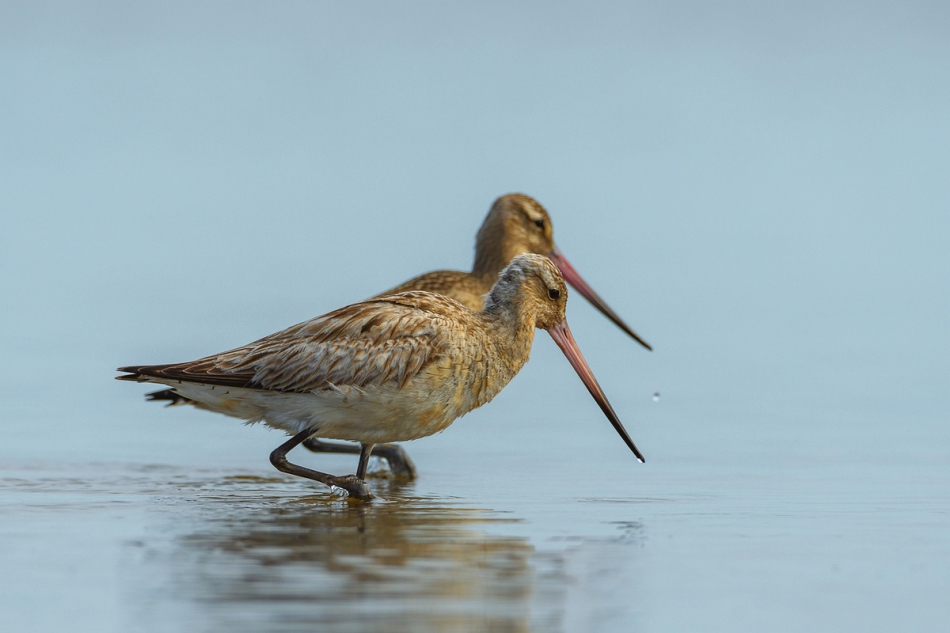 tomeq67 - Szlamniki. . Zdjęcie 274966