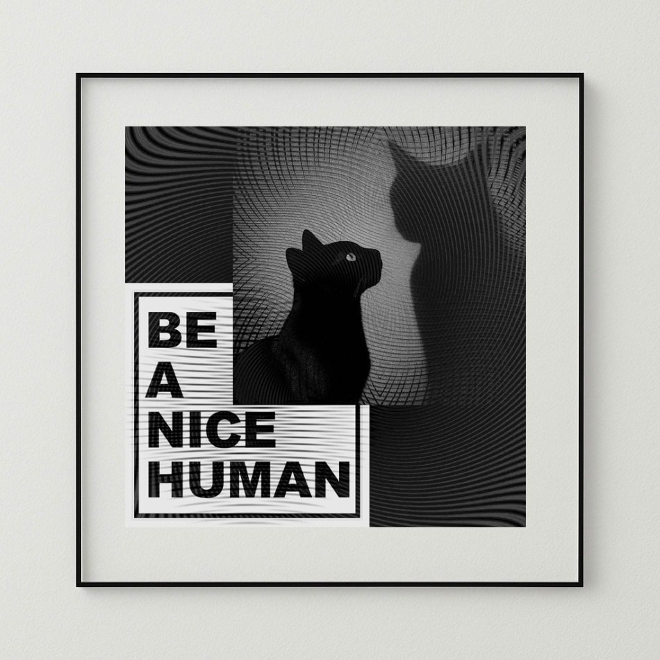 Koty. . Zdjęcie 337052