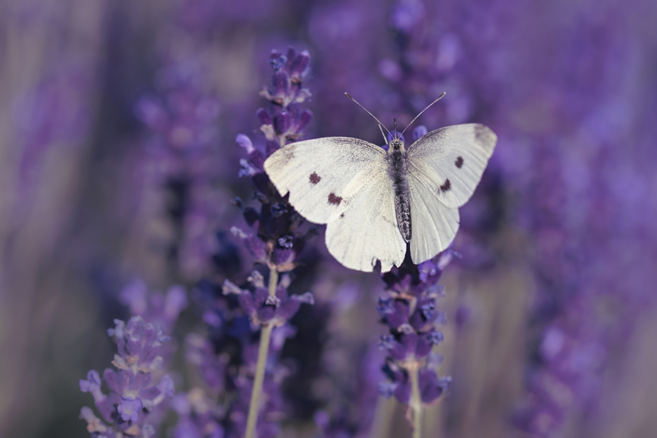 *. . Zdjęcie 336825